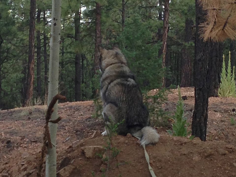 1st image of 81 Old Forest Trl