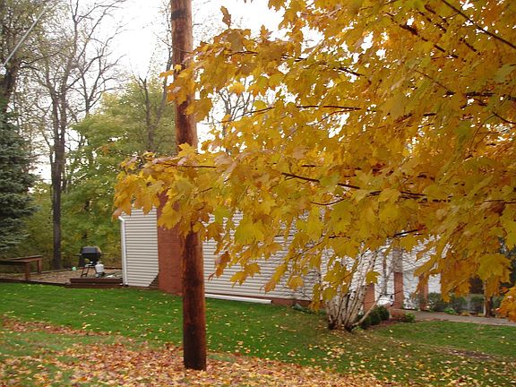 Side view - Fall Leaves