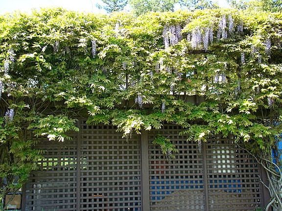Lattice enclosure