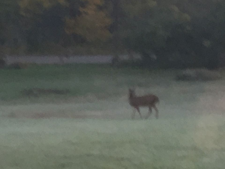 Misty morning 