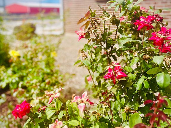 Rose bushes surround the front of the property
