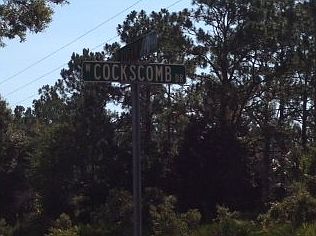 4th image of 11493 W Cockscomb Dr