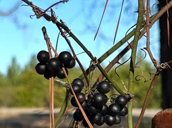 29 Tarpley Rd, Danville, GA 31017