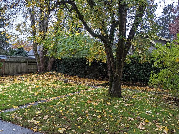 Shared Back Yard