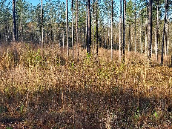 2nd image of 1575 Purvis To Baxterville Rd