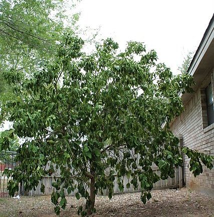 4th image of 409 Loma Blanca