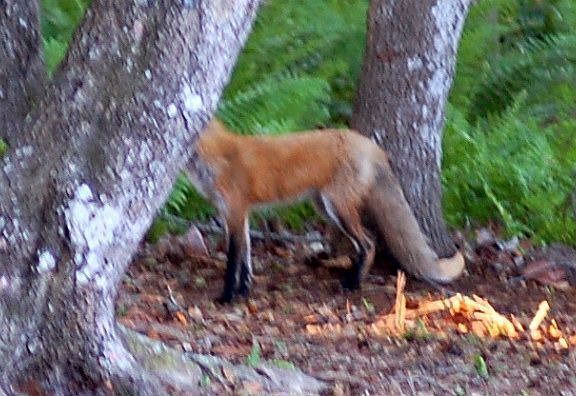 Fox Visitor in Backyard