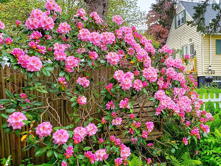 Flowering trees and shrubs abound (landlord maintains these)