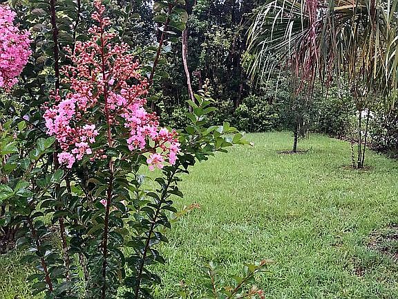 Crepe myrtles in the yard