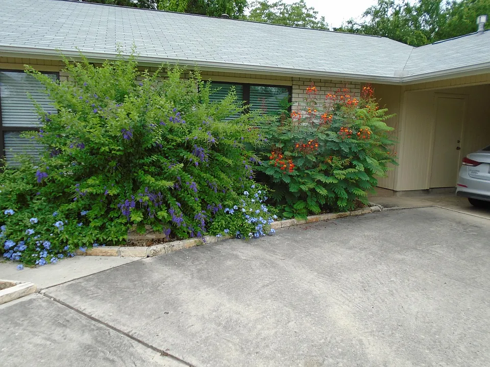 Front of duplex when tropical plants are grown out after the winter freeze.