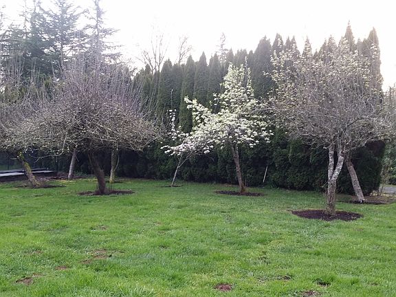 orchard 