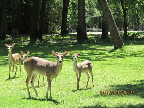 Toss corn to the deer!
