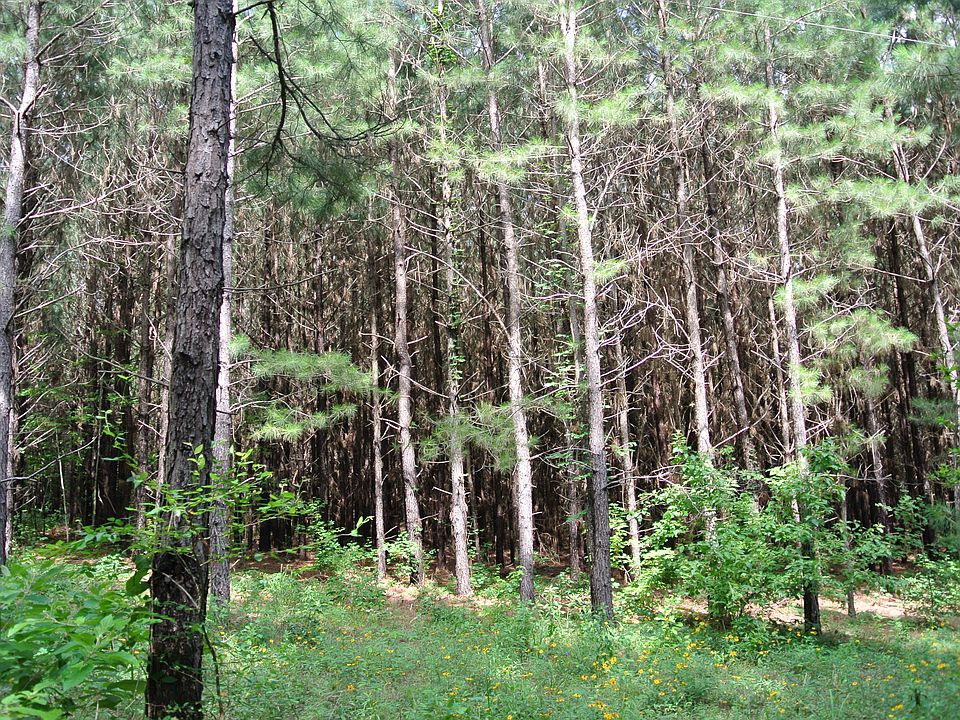 2nd image of CR 615
