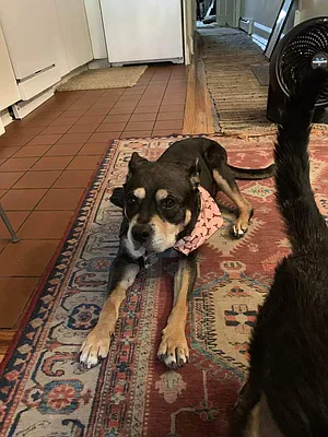 Rented by Owner | media 27