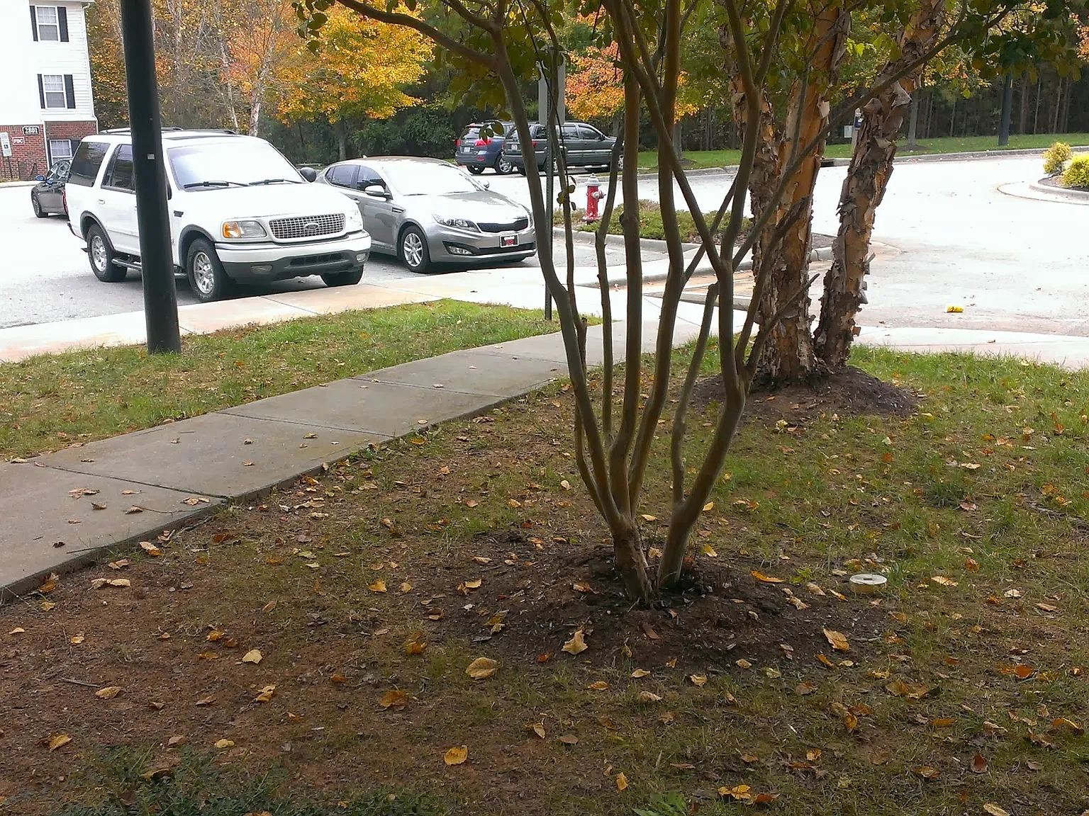 3 bed, 1150 sqft, $1,600 — Photo 3