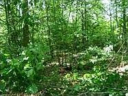 2nd image of 0 Hemlock Lane