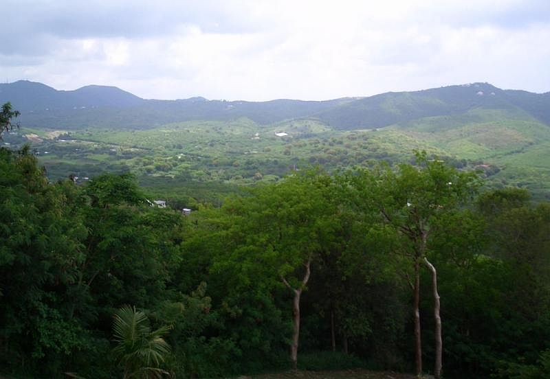 Lush View