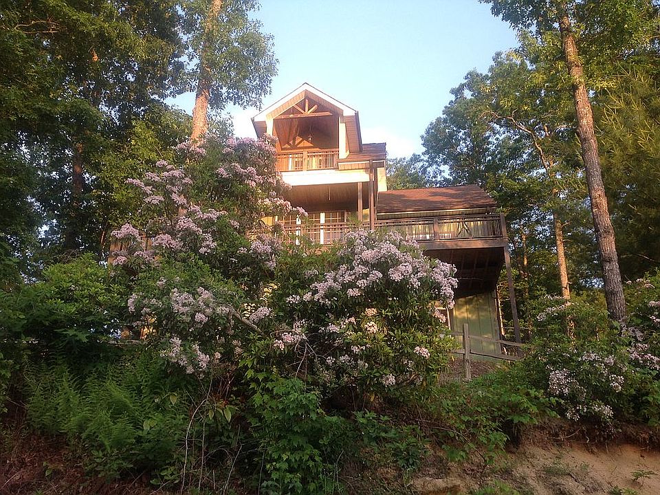 Mountain Laurel front yard
