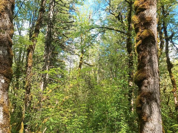 839 Lot 19 Cline Road, Randle, WA 98977
