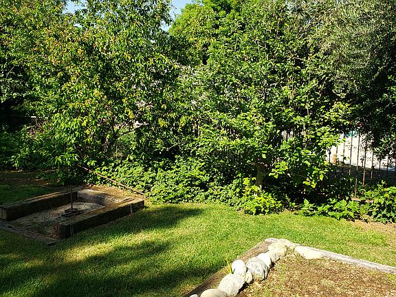 Peach tree, blackberries 