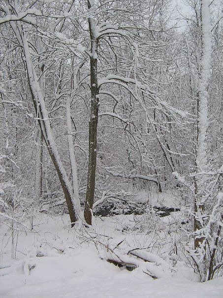 View from back yard