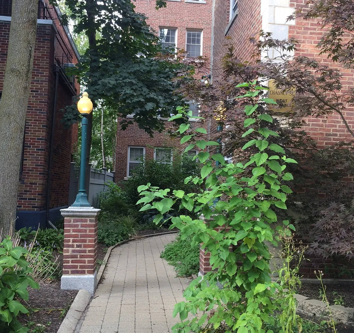 Chauncy St, Cambridge — Photo 1