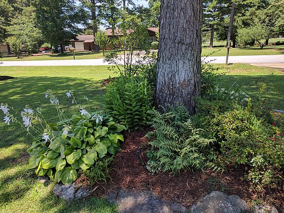Landscaping/Front Pine