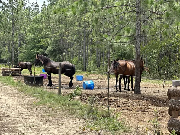 PARCEL Wildlife Rd #C, Holt, FL 32564