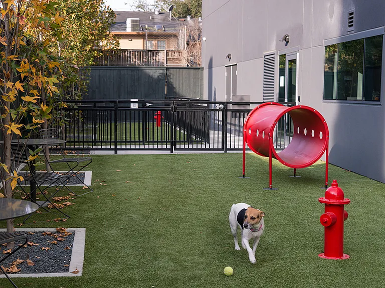 Exclusive dog park for dogs to socialize and exercise