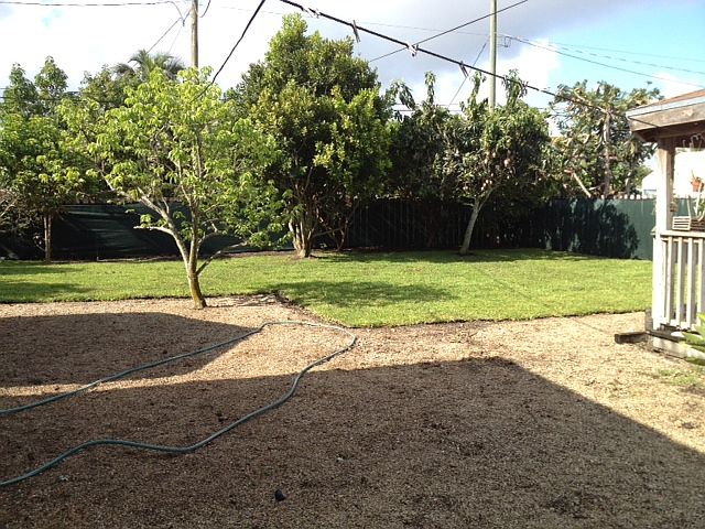 Back yard