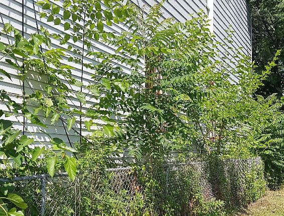 3rd image of 553-555 S 10th St