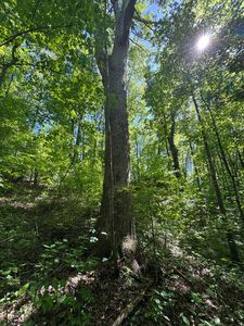 5.88 Main St, Palmer, TN, 37365