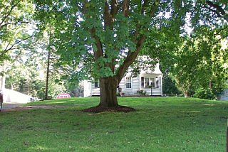 Front Maple East Side