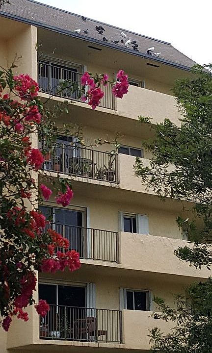 1st image of 1975 Normandy Dr APT 501