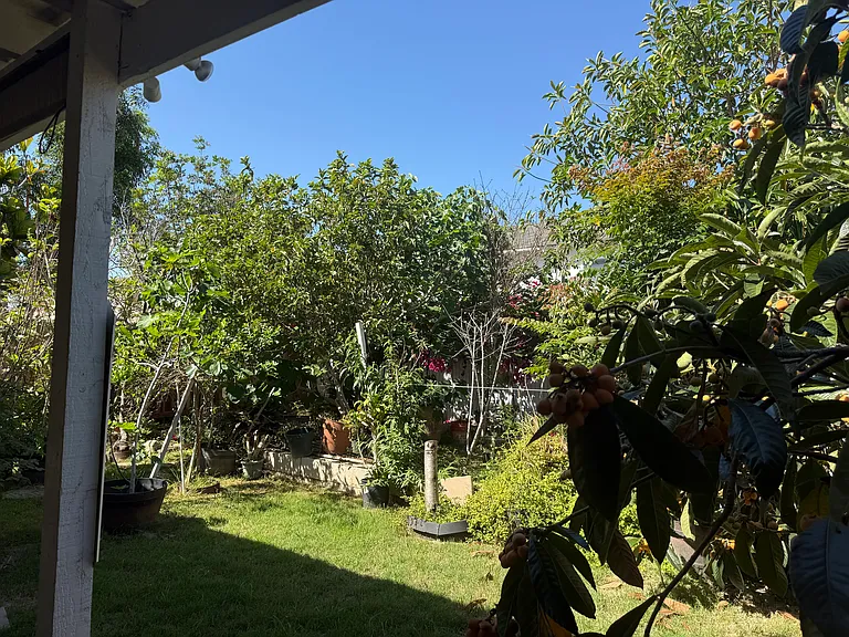 Back yard with fruit trees