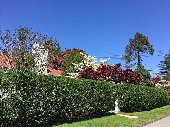 Beautiful privacy hedge