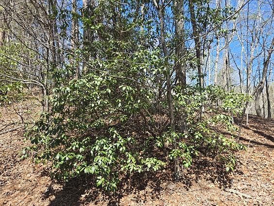 5th image of 284 Oriole Dr