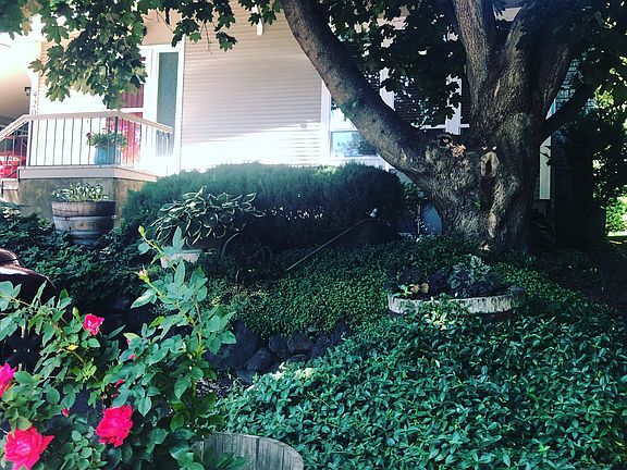 Mature, Easy, Landscaping