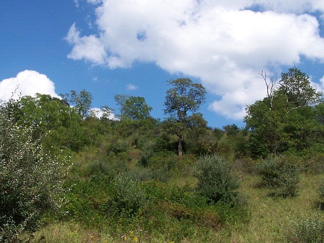 1st image of Lot 6 Poplar Hill Dr.