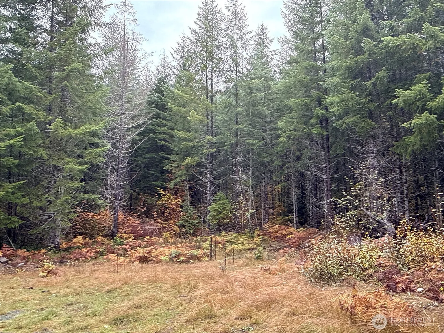 4 XX Forest Road 52 photo 1