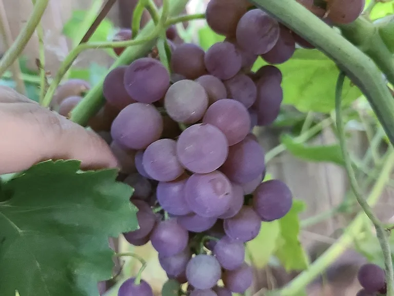 Mature and abundant fruit in the backyard: grapes, plums, cherries, figs, peaches, blackberries, oranges, and walnut.
