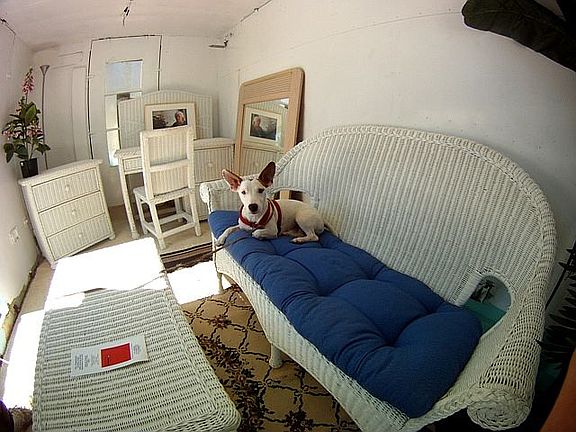 My dog Leroy in living room