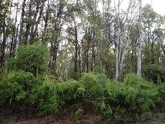 2nd image of Road 9 Koloa Maoli Lot 5484