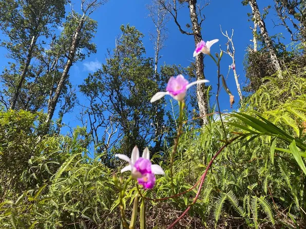 Hawaii Rd Lot 255, Pahoa, HI 96778