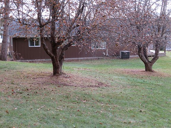 Mature Producing Apple Trees