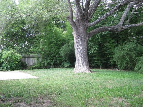 Great Tree In the Backyard