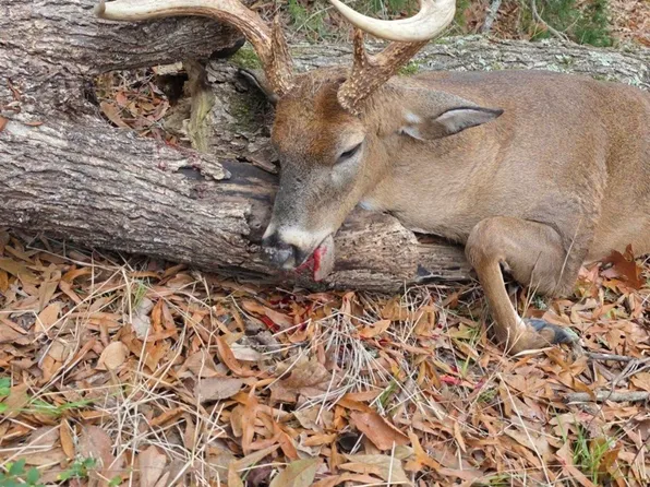 Ellis Ln, Winnsboro, LA 71295