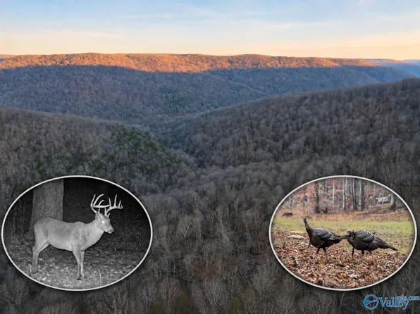 Dry Creek Rd, Hollytree, AL 35751