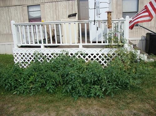 3rd image of 613 Elmwood Dr
