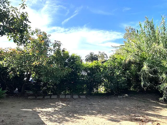 Backyard